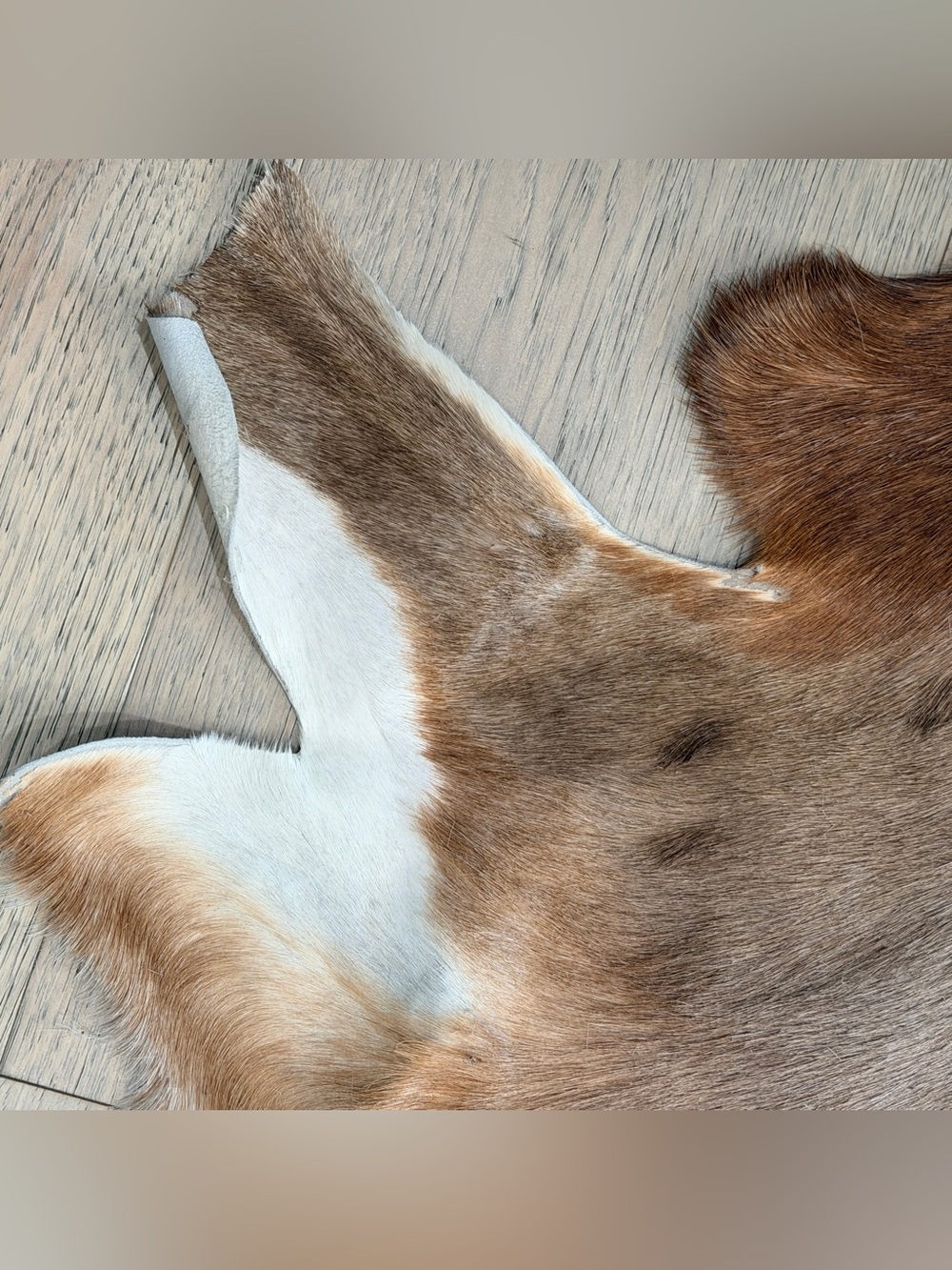 Vintage Genuine Goatskin Hide Rug Mallorca Spain Brown & White Hair-On Hide - Picture 3 of 11